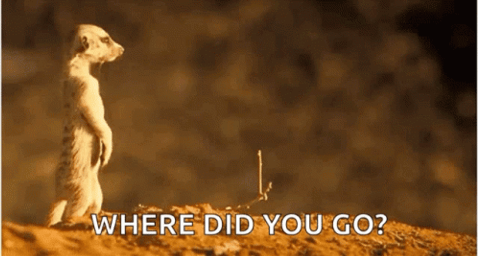 Standing Ground Squirrel Where  GIF