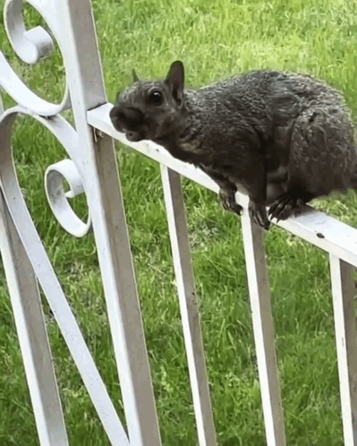 Standing On The Gate Squirrel Meme GIF