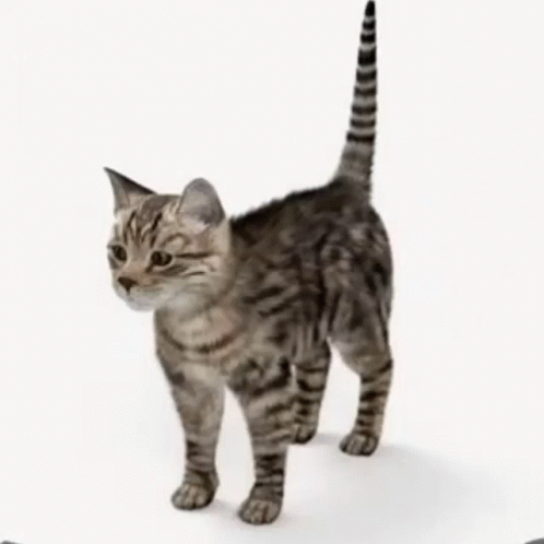 Standing Spinning Cat GIF