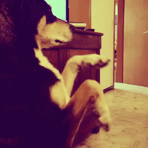 Standing Up Dog Dancing GIF