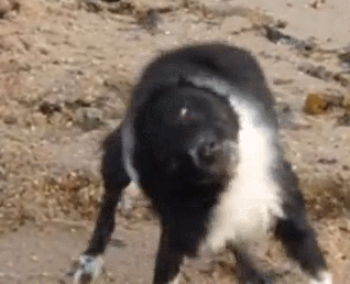 Stanky Leg Shake It Dog GIF