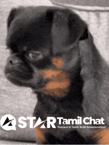 Star Tamil Chat Logo With Black Brown Puppy
