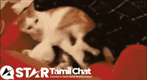 Star Tamil Chat Logo With Cat