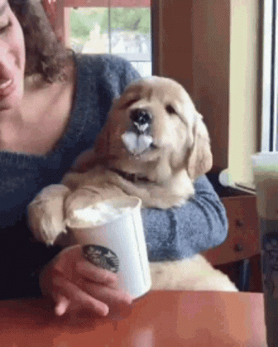 Cute Puppy Enjoying Starbucks Puppuccino GIF