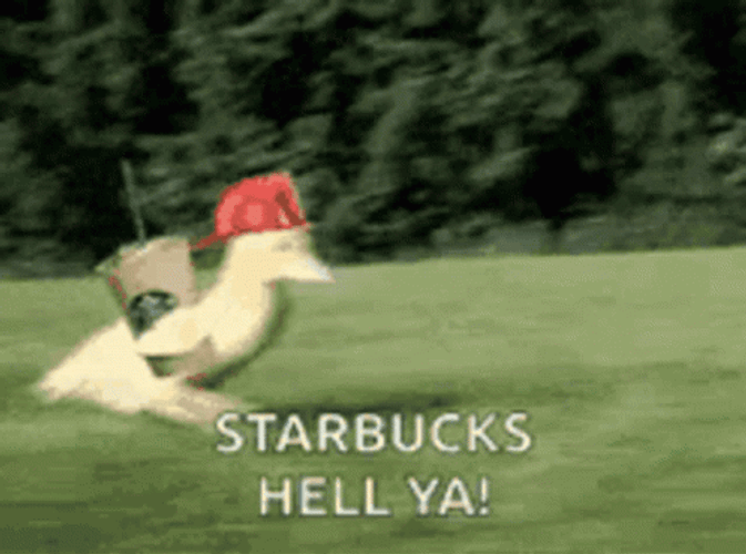 Starbucks Hell Yeah Speeding Duck GIF