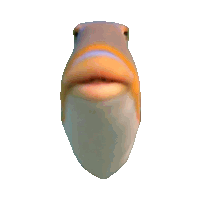Staring Fish Sticker GIF