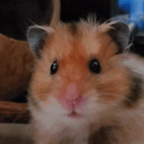 Staring Hampter Meme GIF