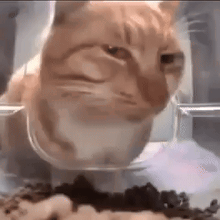 Staring Huh Cat Meme GIF