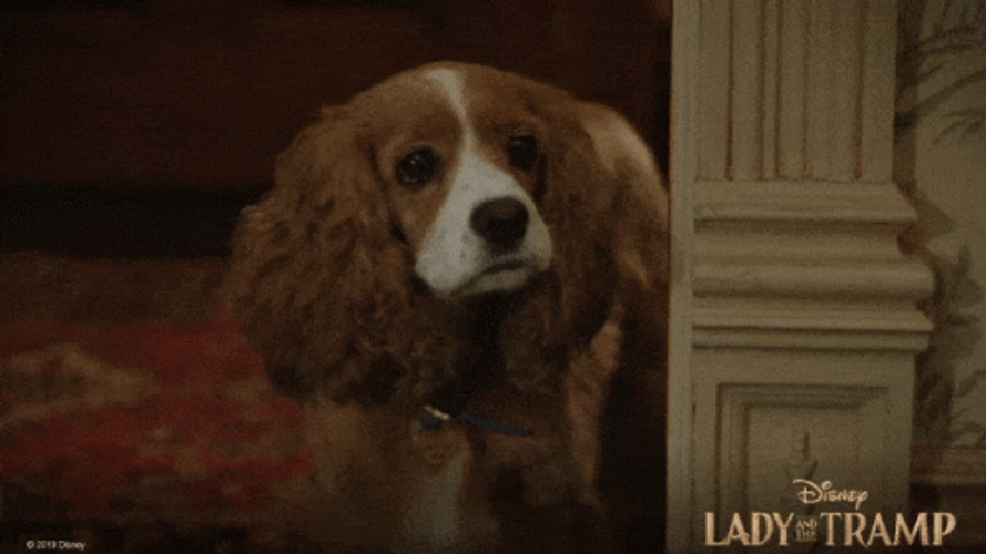 Staring Lady And The Tramp  GIF