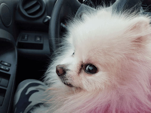 Staring Pomeranian Dog GIF