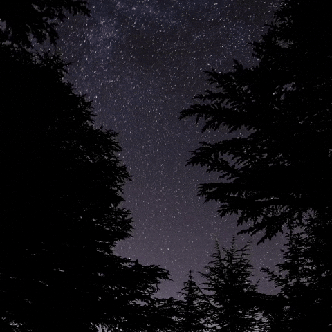 Starry Night With Tree Silhouettes GIF