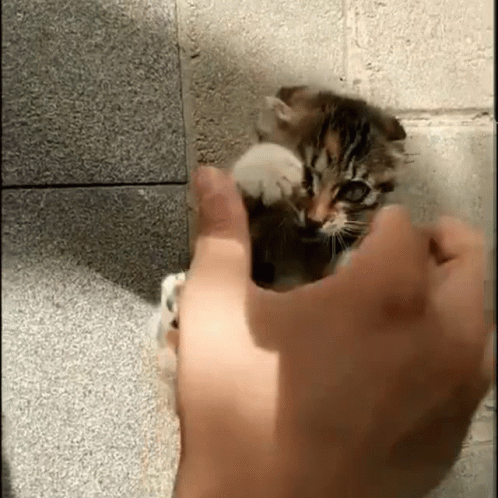 Startled Baby Cat Lover GIF