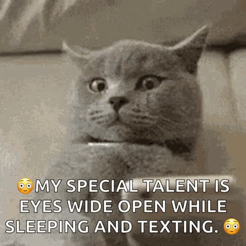 Startled Cat Texting And Sleeping Meme GIF