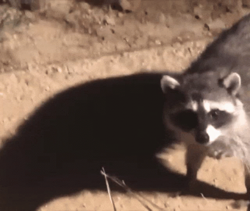 Startled Freeze Raccoon GIF