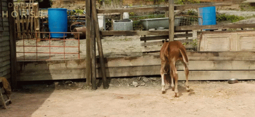 Startled Thin Foal Neigh GIF