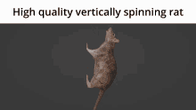 Stationary Rat Vertical Spin GIF