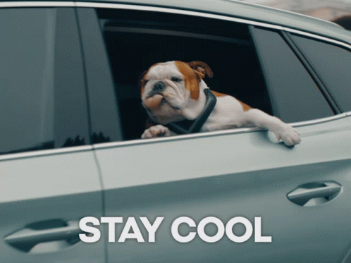 Stay Cool Bulldog Inside The Car GIF