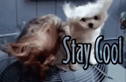 Stay Cool Puppies With Big Fan GIF