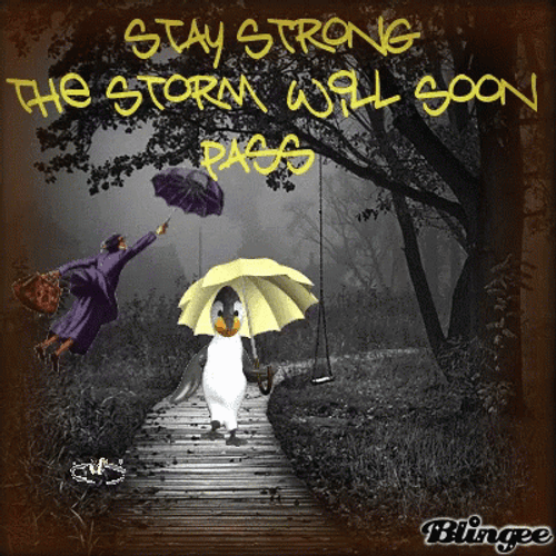 Stay Strong Penguin In The Rain  GIF