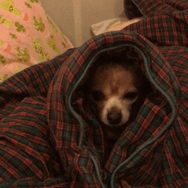 Stay Warm Dog Wrapped In Blanket GIF
