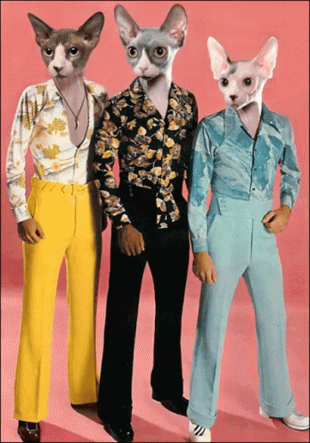 Stayin Alive Bee Gees With Cat Heads GIF