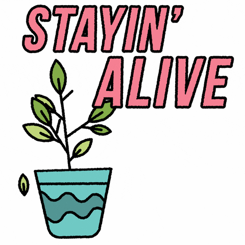 Stayin Alive Pot Of Plant GIF