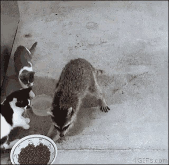 Steal Racoon Gif GIF