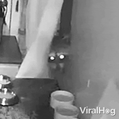 Stealing Viralhog Gif GIF