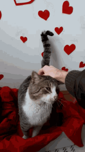Stefan Panic Cat Love Gif GIF