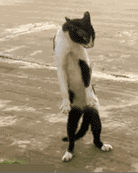 Step Dancing Cat Funny Animal GIF