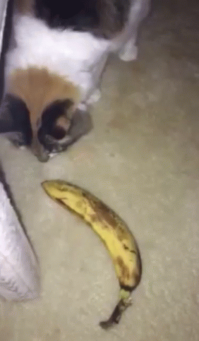 Stepping Backward Avoiding Banana Cat Meme GIF