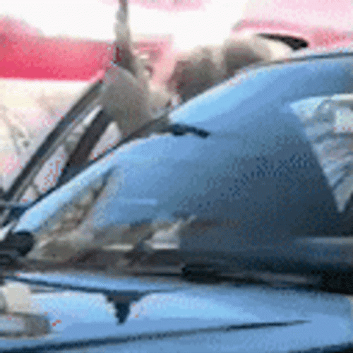 Steve Brule Ready To Shoot GIF