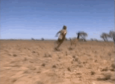 Steve Irwin Chasing A Large Bird GIF