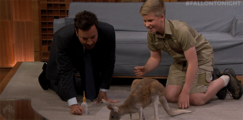 Steve Irwin Son Robert Baby Kangaroo Jimmy Fallon GIF