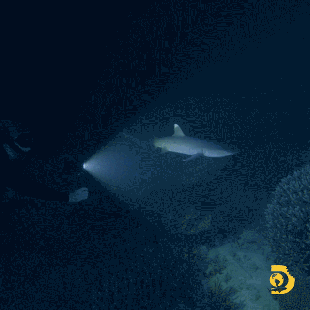 Steve Irwin Son Robert Swimming With Shark GIF