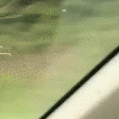 Stick Bug In Severe Wind GIF