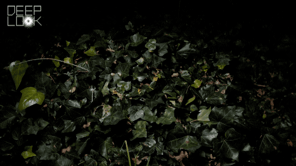 Stick Bug On Black Leafy Background Image GIF