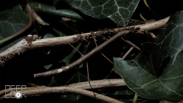 Stick Bug Pump Up GIF