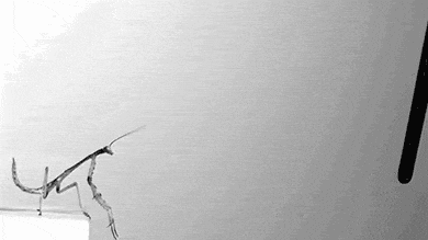 Stick Bug Slow Motion Jump GIF