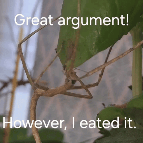 Stick Insect Great Argument However I Ate It