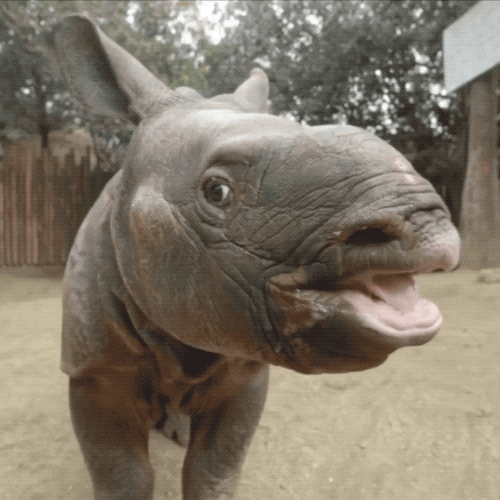 Stick Tongue Out Baby Rhino GIF