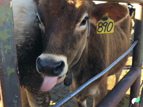 Stick Tongue Out Funny Cow GIF