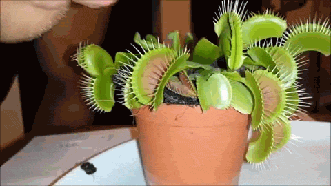 Sticking Tongue On A Venus Fly Trap GIF