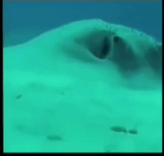 Stingray Swimming In Ocean With Eyes Open GIF
