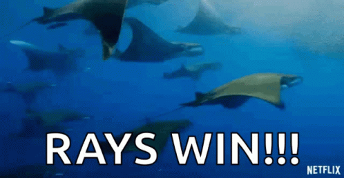 Stingrays Swimming Saying Rays Win