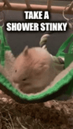 Stinky Mouse Take A Shower GIF
