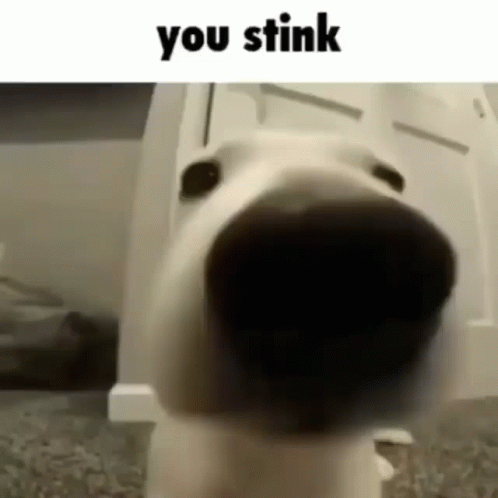 You Stinky Close Up Dog Nose GIF