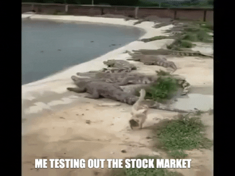 Stock Market Crash Duck Testing Crocs Meme GIF