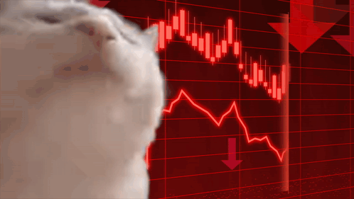 Stock Market Crash White Cat Head Bobbing GIF