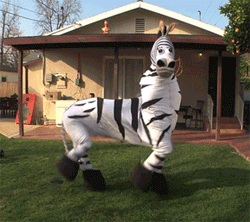 Stomping In A Zebra Costume GIF